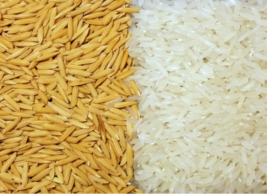 Consumer Protection, Food Safety and Industrial Yield of Rice