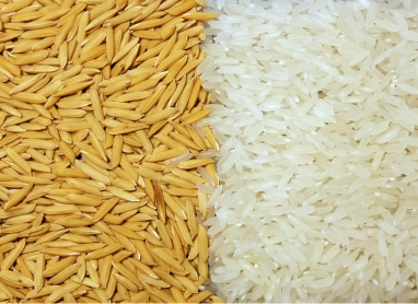 Proteção ao Consumidor, Segurança Alimentar e Rendimento Industrial no Arroz